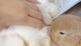 吃瓜直播间兔子,揭秘网络红人的幕后故事