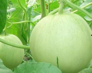 绿瓜隔天可以吃,健康生活新选择